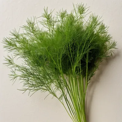 Aneth frais