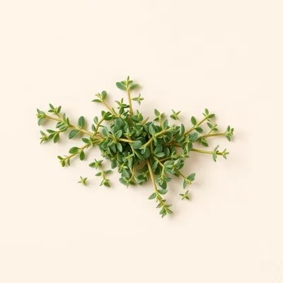 Thym frais